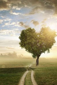 A tree made in the shape of a heart at sunset.